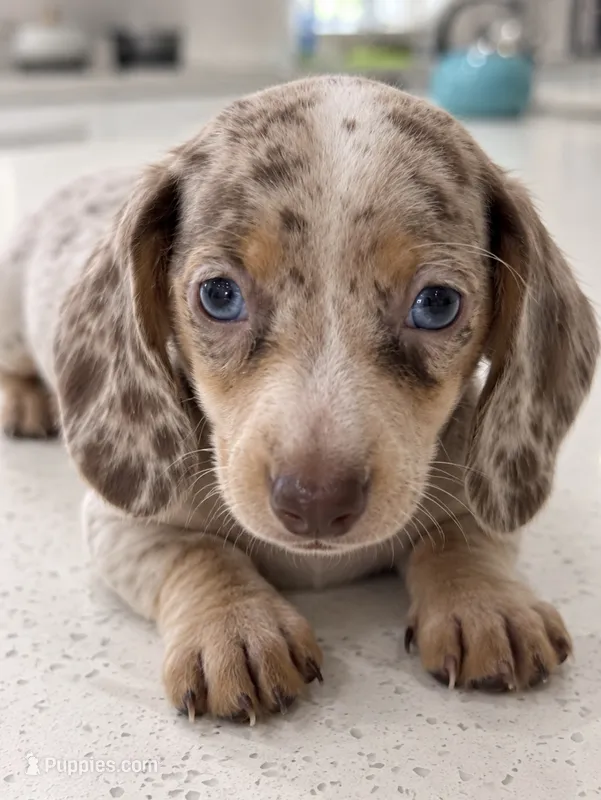 💎🩵unique  Crystal Blue 🩵💎 – Miniature Dachshund puppy for sale in Kissimmee, FL