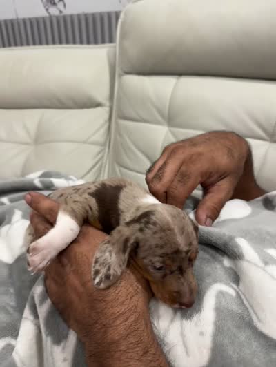 🎃 Meet hachi , a male Miniature Dachshund for sale in Kissimmee, FL – 10 of 10