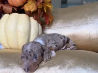 🎃 Meet hachi , a male Miniature Dachshund for sale in Kissimmee, FL – 6 of 10