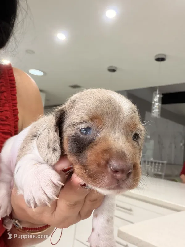 Scooby – Miniature Dachshund puppy for sale in Kissimmee, FL