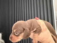 🍯 Meet Honey! 🍯, a female Miniature Dachshund for sale in Kissimmee, FL – 3 of 10