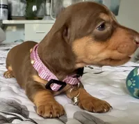  🤎 Meet Moca! 🤎, a female Miniature Dachshund for sale in Kissimmee, FL – 1 of 10