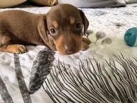  🤎 Meet Moca! 🤎, a female Miniature Dachshund for sale in Kissimmee, FL – 4 of 10