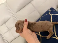 ✨ Meet Unique! ✨ , a female Miniature Dachshund for sale in Kissimmee, FL – 9 of 10