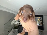 ✨ Meet Unique! ✨ , a female Miniature Dachshund for sale in Kissimmee, FL – 2 of 10