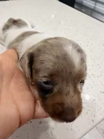 Scooby, a male Miniature Dachshund for sale in Kissimmee, FL – 4 of 8