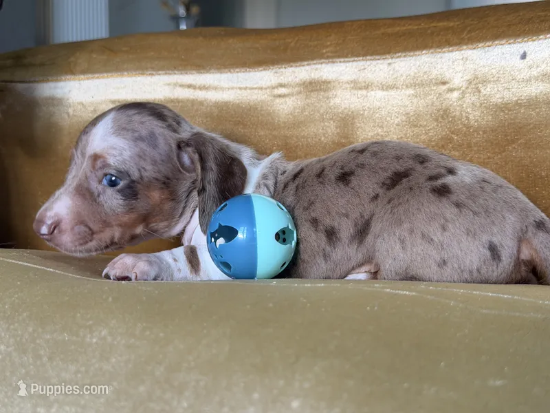🐾 Meet Snoopy! 🐾 – Miniature Dachshund puppy for sale in Kissimmee, FL
