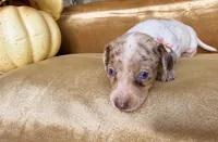 💎🩵 Crystal Blue 🩵💎, a female Miniature Dachshund for sale in Kissimmee, FL – 3 of 9