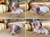 💎🩵 Crystal Blue 🩵💎, a female Miniature Dachshund for sale in Kissimmee, FL – 2 of 9