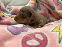 🎃 Meet Spooky! 🎃, a male Miniature Dachshund for sale in Kissimmee, FL – 9 of 10