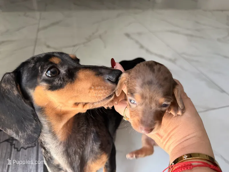 ✨ Meet Unique! ✨  – Miniature Dachshund puppy for sale in Kissimmee, FL