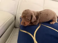 ✨ Meet Unique! ✨ , a female Miniature Dachshund for sale in Kissimmee, FL – 7 of 10