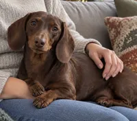 💎🩵 Crystal Blue 🩵💎, a female Miniature Dachshund for sale in Kissimmee, FL – 8 of 9