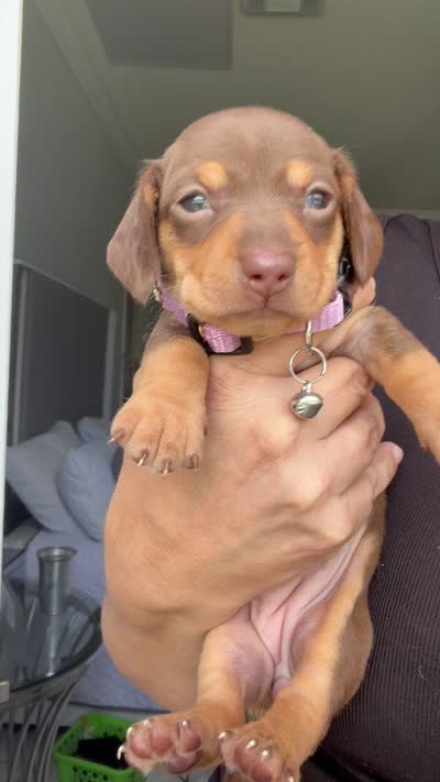  🤎 Meet Moca! 🤎, a female Miniature Dachshund for sale in Kissimmee, FL – 10 of 10