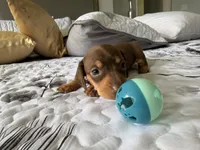  🤎 Meet Moca! 🤎, a female Miniature Dachshund for sale in Kissimmee, FL – 3 of 10