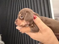 🍯 Meet Honey! 🍯, a female Miniature Dachshund for sale in Kissimmee, FL – 5 of 10
