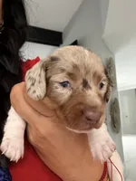 Meet Jasper! 💜🐾, a male Miniature Dachshund for sale in Kissimmee, FL – 4 of 8