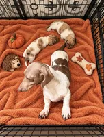 Scooby, a male Miniature Dachshund for sale in Kissimmee, FL – 2 of 8