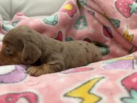🎃 Meet Spooky! 🎃, a male Miniature Dachshund for sale in Kissimmee, FL – 7 of 10