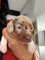 Meet Jasper! 💜🐾, a male Miniature Dachshund for sale in Kissimmee, FL – 5 of 8