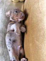🎃 Meet hachi , a male Miniature Dachshund for sale in Kissimmee, FL – 9 of 10