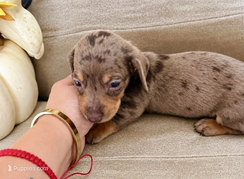 ✨ Meet Unique! ✨  – Miniature Dachshund puppy for sale in Kissimmee, FL