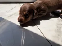 🍯 Meet Honey! 🍯, a female Miniature Dachshund for sale in Kissimmee, FL – 2 of 10