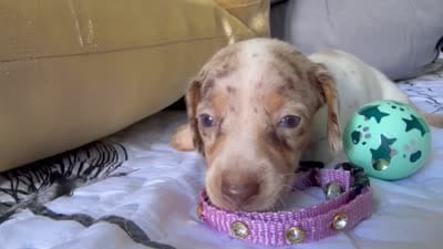 💎🩵 Crystal Blue 🩵💎, a female Miniature Dachshund for sale in Kissimmee, FL – 6 of 9