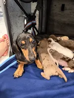 🎃 Meet Spooky! 🎃, a male Miniature Dachshund for sale in Kissimmee, FL – 4 of 10