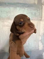  🤎 Meet Moca! 🤎, a female Miniature Dachshund for sale in Kissimmee, FL – 6 of 10