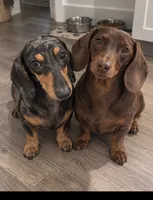 🎃 Meet Spooky! 🎃, a male Miniature Dachshund for sale in Kissimmee, FL – 6 of 10