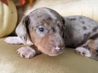 🎃 Meet hachi , a male Miniature Dachshund for sale in Kissimmee, FL – 4 of 10