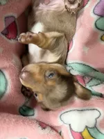 🎃 Meet Spooky! 🎃, a male Miniature Dachshund for sale in Kissimmee, FL – 10 of 10
