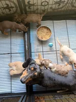 💎🩵 Crystal Blue 🩵💎, a female Miniature Dachshund for sale in Kissimmee, FL – 9 of 9