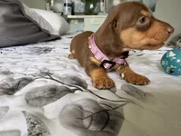  🤎 Meet Moca! 🤎, a female Miniature Dachshund for sale in Kissimmee, FL – 5 of 10