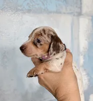 💎🩵 Crystal Blue 🩵💎, a female Miniature Dachshund for sale in Kissimmee, FL – 4 of 9