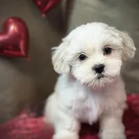 Hemingway/Registered CKC, a male Shih Tzu for sale in Cave Creek, AZ – 1 of 1