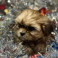 Teddy/Registered CKC, a male Shih Tzu for sale in Cave Creek, AZ – Photo 3 of 3