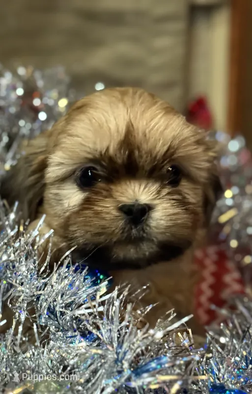 Teddy/Registered CKC