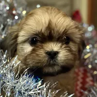 Teddy/Registered CKC, a male Shih Tzu for sale in Cave Creek, AZ – Photo 1 of 3