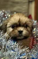 Teddy/Registered CKC, a male Shih Tzu for sale in Cave Creek, AZ – Photo 1 of 3