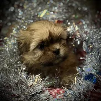 Teddy/Registered CKC, a male Shih Tzu for sale in Cave Creek, AZ – Photo 2 of 3