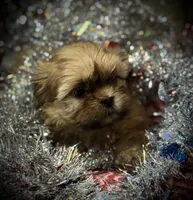 Teddy/Registered CKC, a male Shih Tzu for sale in Cave Creek, AZ – Photo 2 of 3