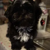 Romeo/Registered CKC, a male Shih Tzu for sale in Cave Creek, AZ – Photo 3 of 7