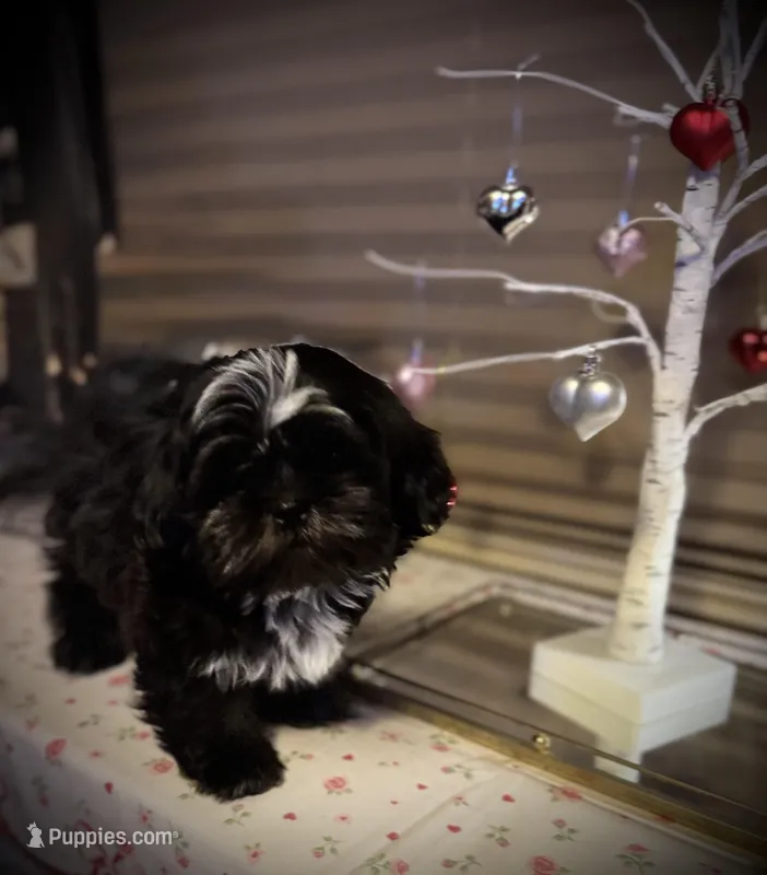 Romeo/Registered CKC