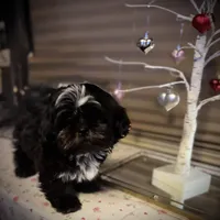 Romeo/Registered CKC, a male Shih Tzu for sale in Cave Creek, AZ – Photo 1 of 7