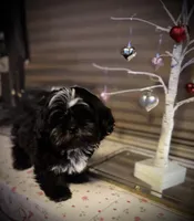 Romeo/Registered CKC, a male Shih Tzu for sale in Cave Creek, AZ – Photo 1 of 7