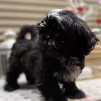 Romeo/Registered CKC, a male Shih Tzu for sale in Cave Creek, AZ – Photo 4 of 7