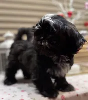 Romeo/Registered CKC, a male Shih Tzu for sale in Cave Creek, AZ – Photo 4 of 7