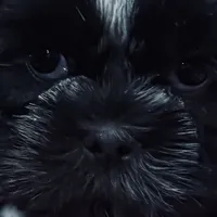 Romeo/Registered CKC, a male Shih Tzu for sale in Cave Creek, AZ – Photo 5 of 7